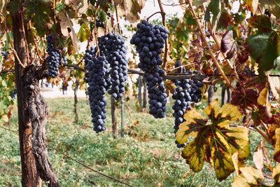 What’s So Special About Organic Wine?