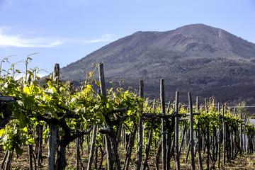 2025 Harvest Report – Cantina Del Vesuvio